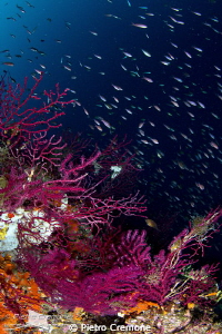Gorgonians and Anthias by Pietro Cremone 